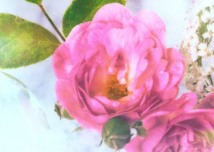 rose