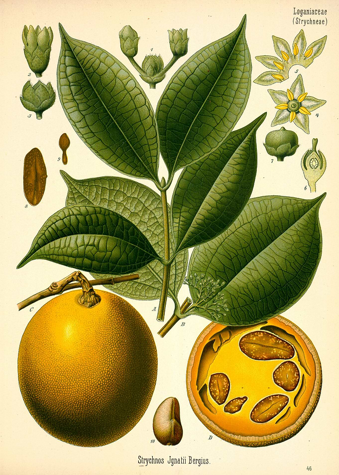 Strychnos Ignatii