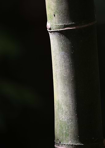 Bamboo
