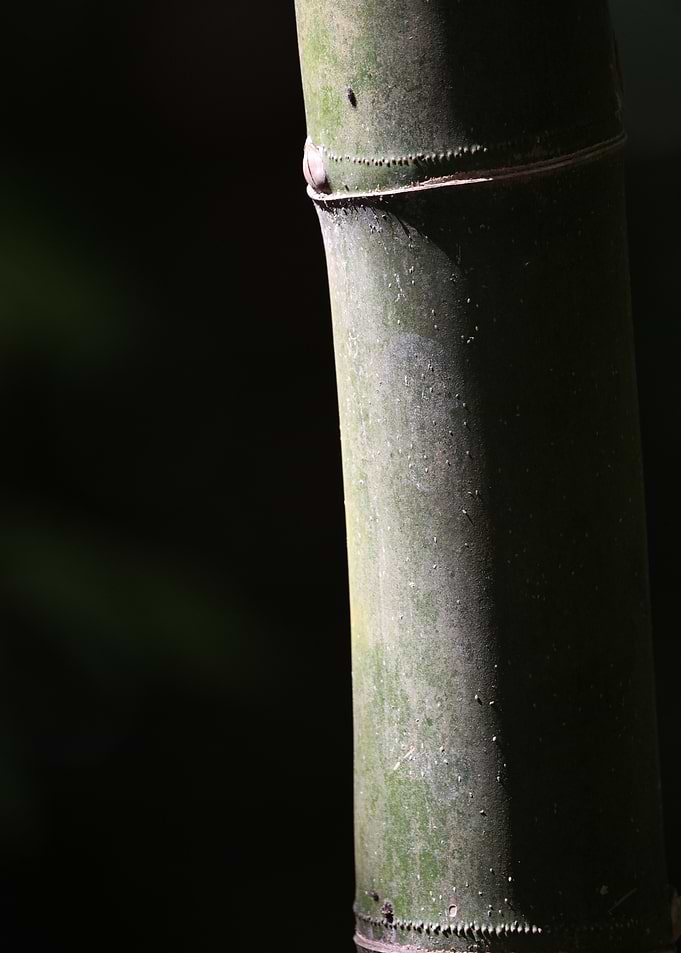 Bamboo