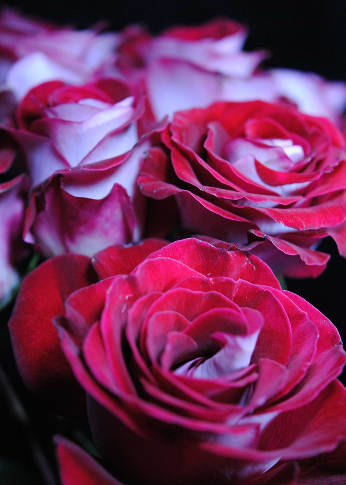 Red Roses