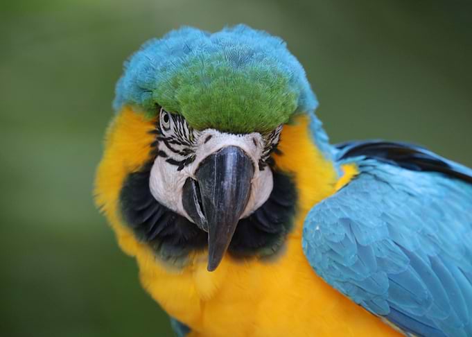 Yellow blue Macaw
