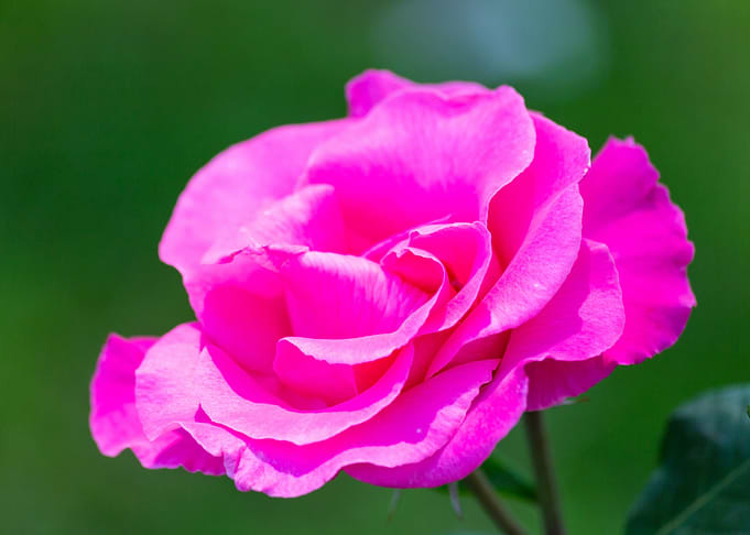 Colorful rose