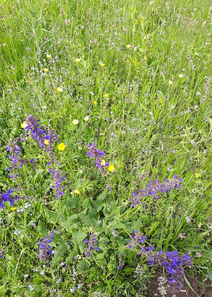 Spring filed