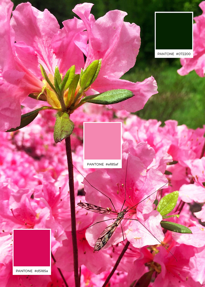 Live Pink