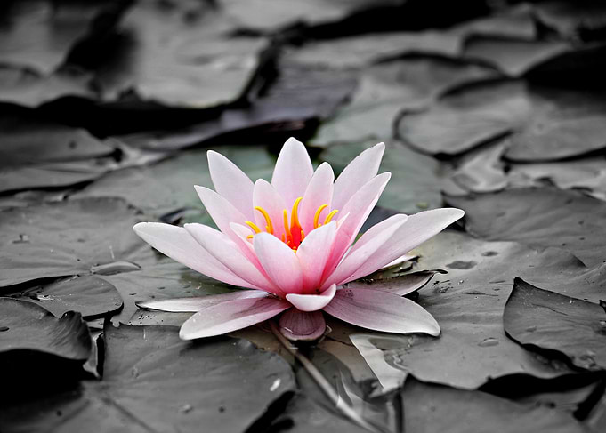 Lotus Flower