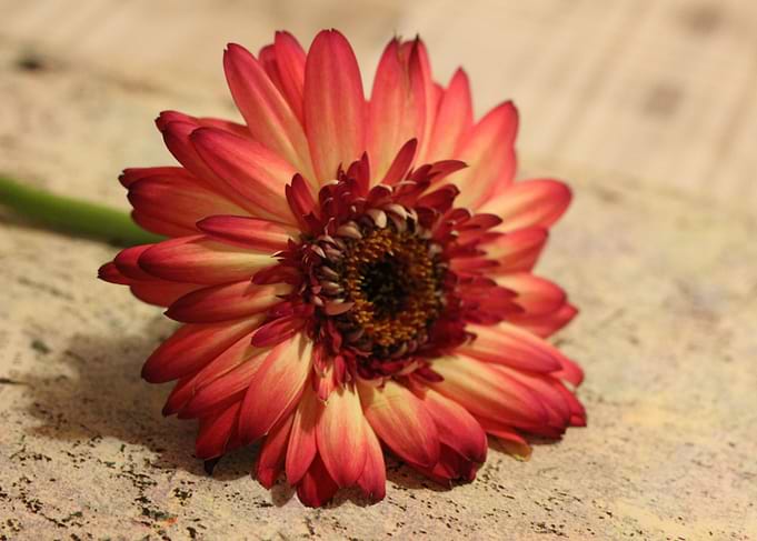 Red gerbera
