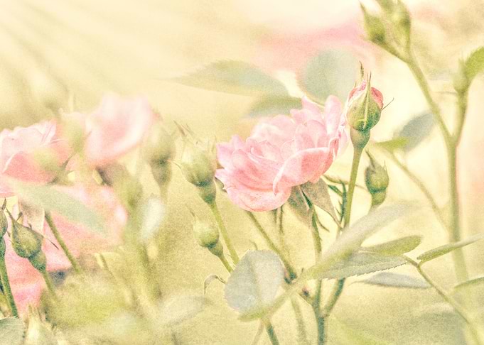 rose