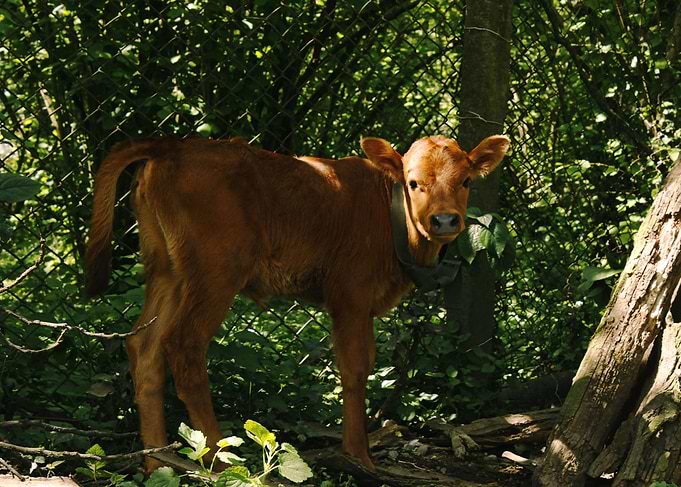 Cow
