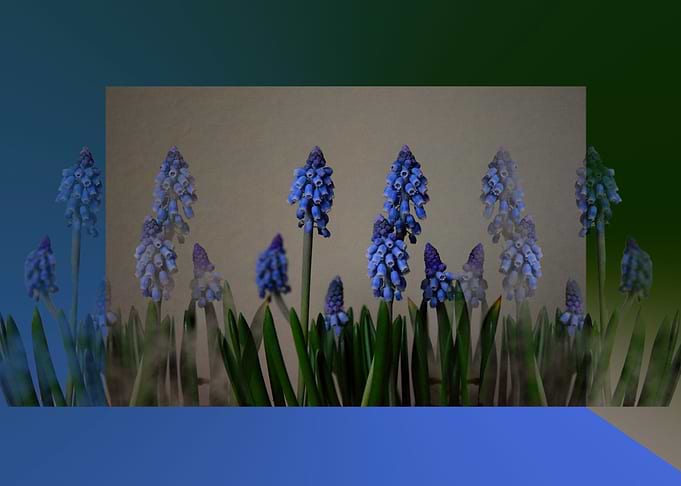 Blue Bells