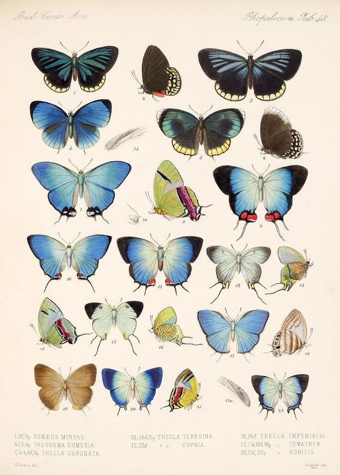 Rhopalocera