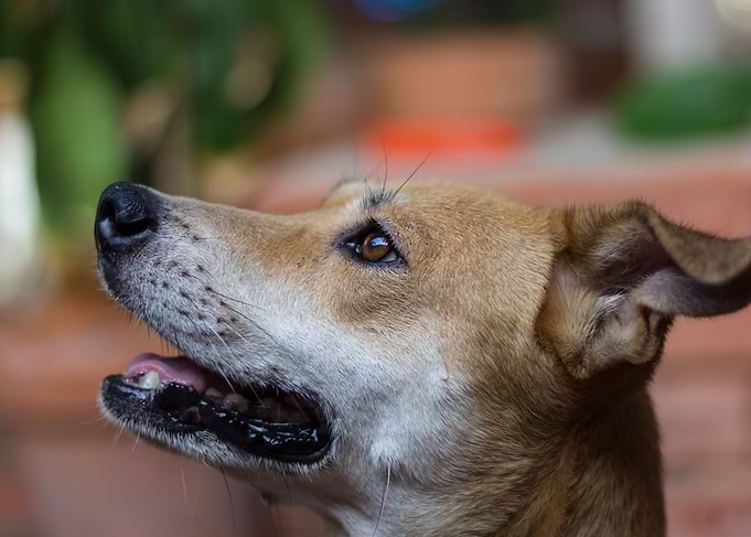 dog
