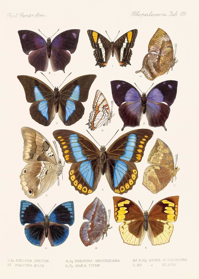 Rhopalocera
