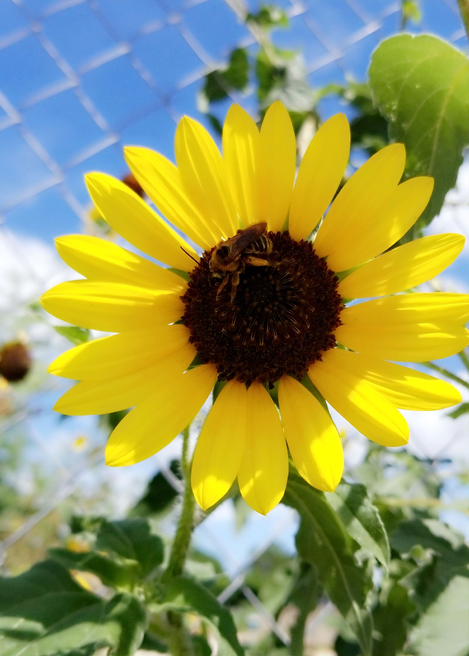 Summer Sunflower