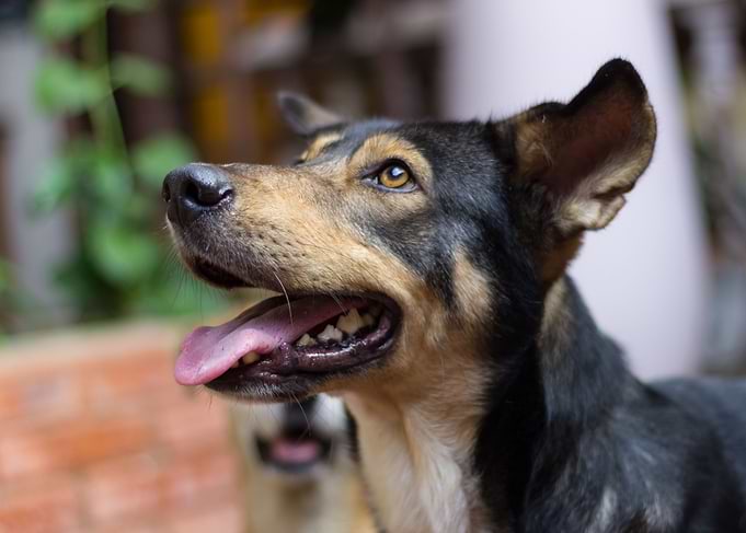 dog