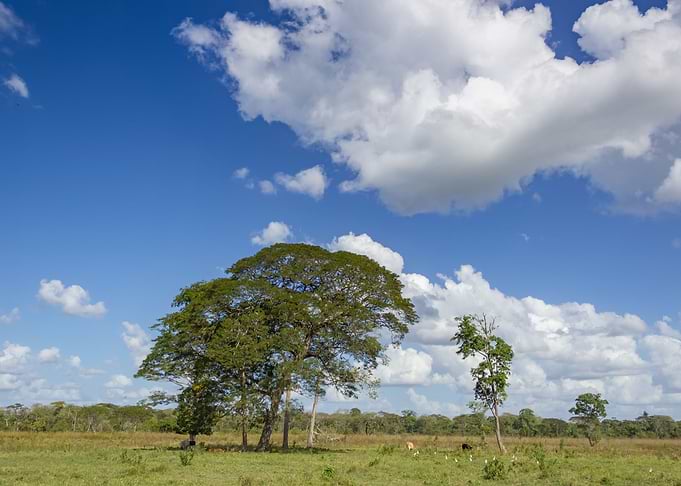 landscpe