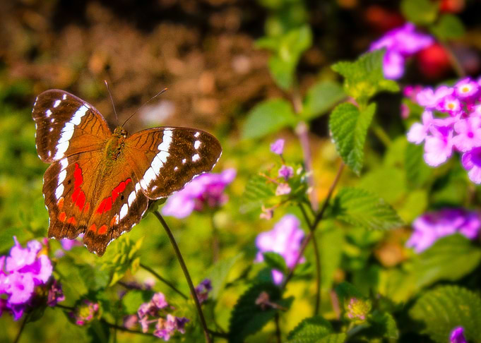 Intense Butterfly