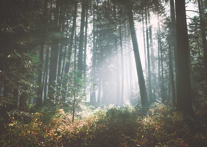 Forest Sun Rays