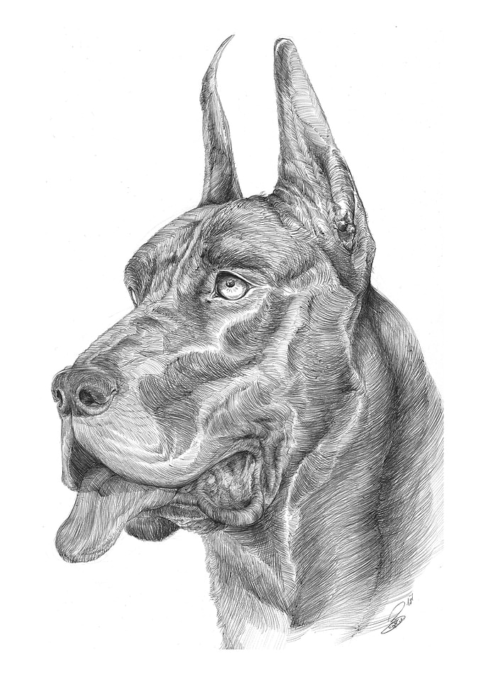 Great Dane