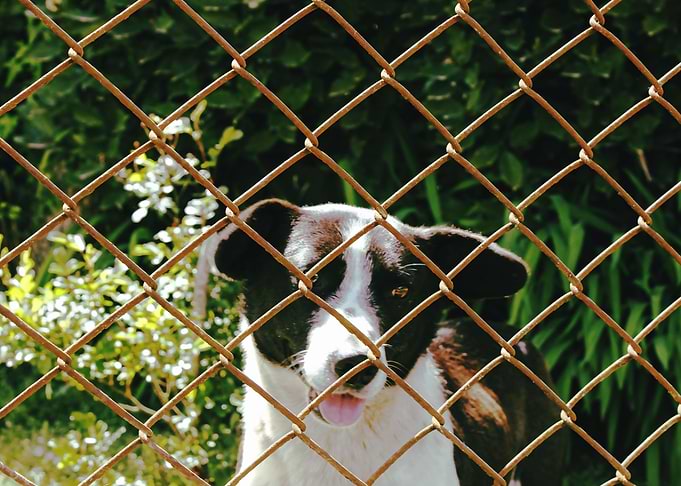 Doggy