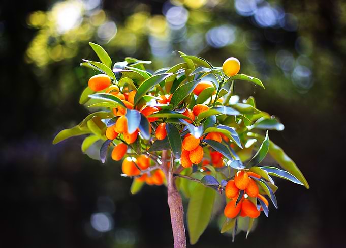 Orange flowers