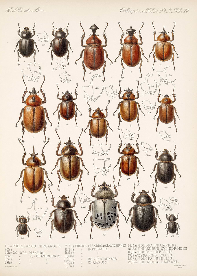 Coleoptera