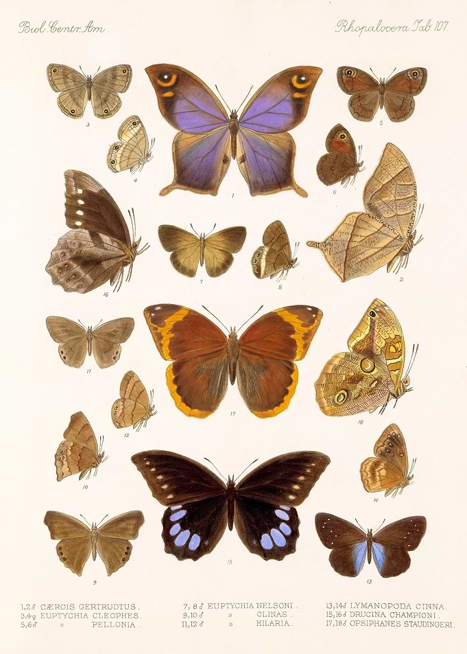Rhopalocera
