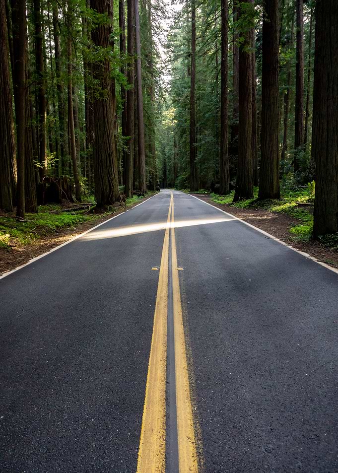 Road Into the Forest
