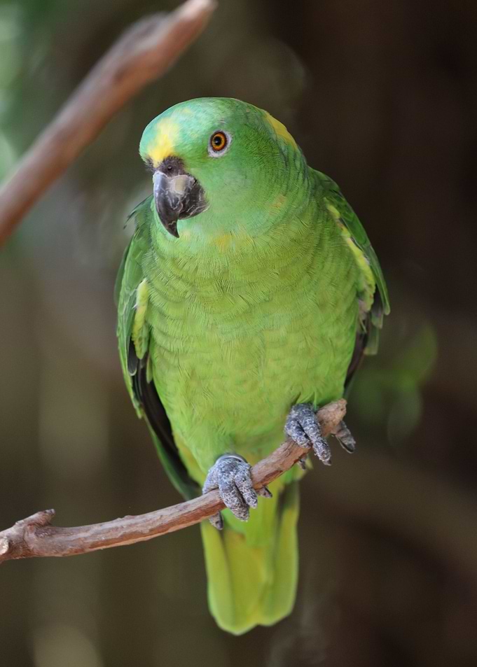 Amazon Parrot