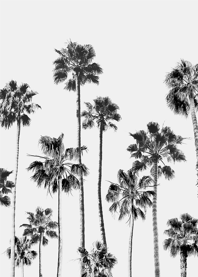 Black And White Palms 3