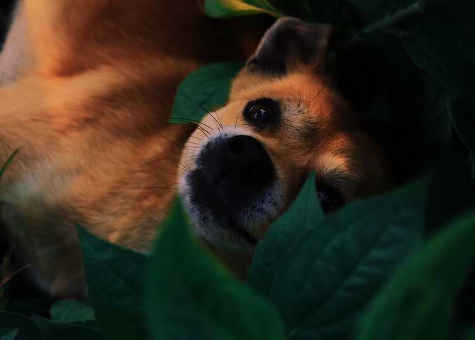 Dog