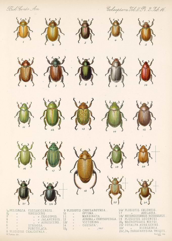 Coleoptera