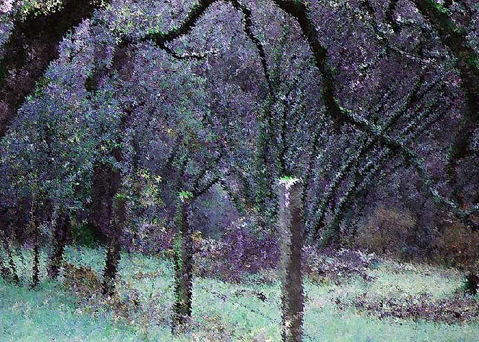 Purple Fields