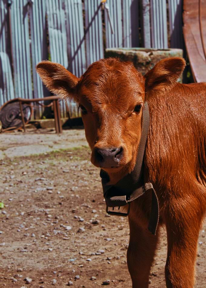 A little cow