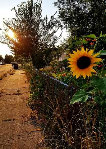 Sunflower at Sunset