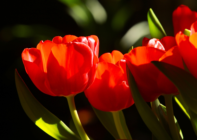 Red Tulips
