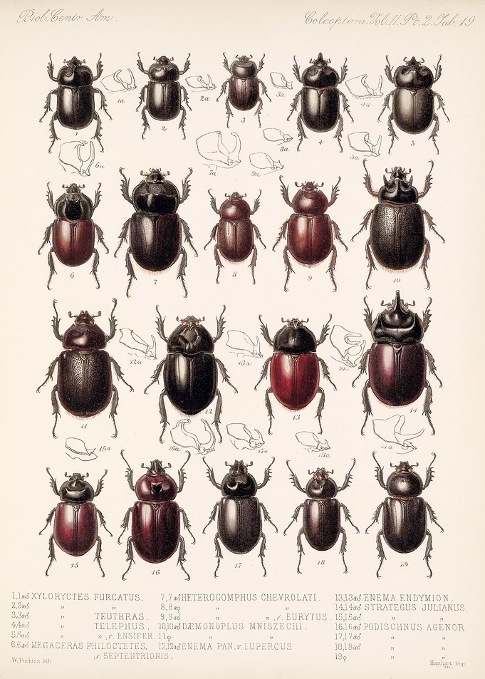 Coleoptera