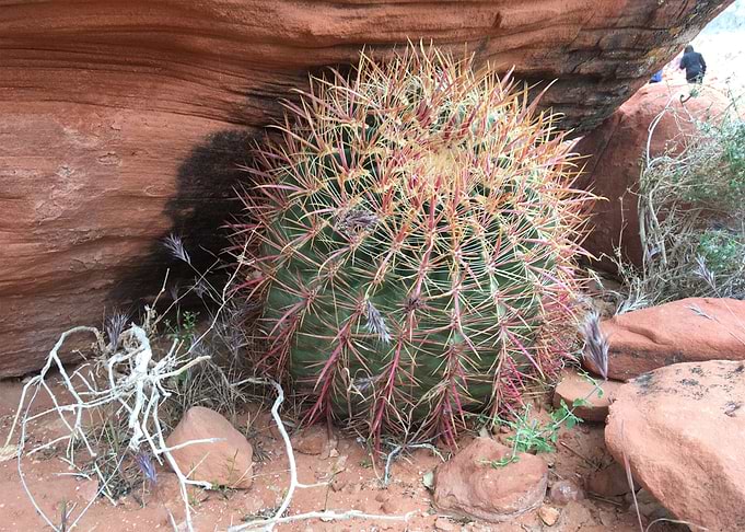 Red Cactus
