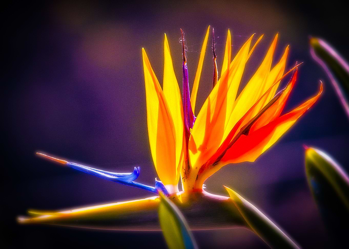 Shiny Bird of Paradise