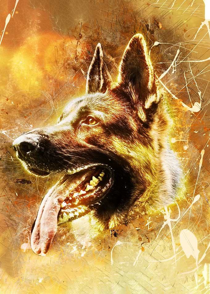 German Shepherd