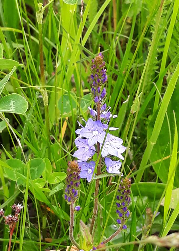 Blue field flower