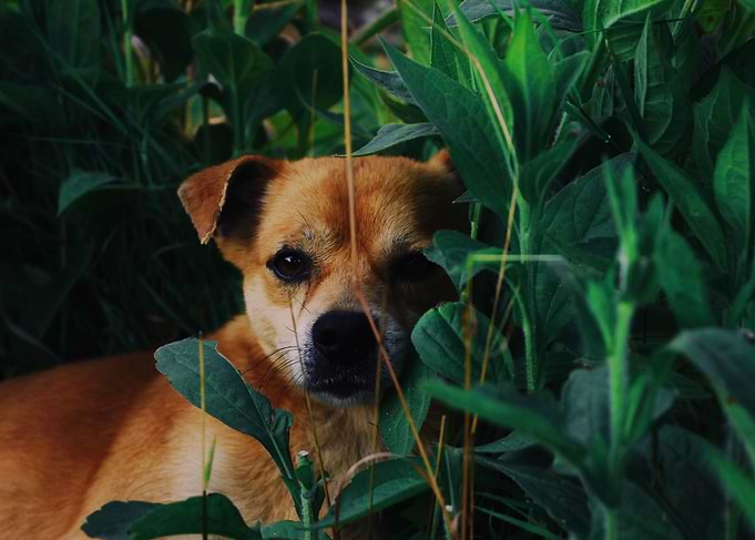 Dog