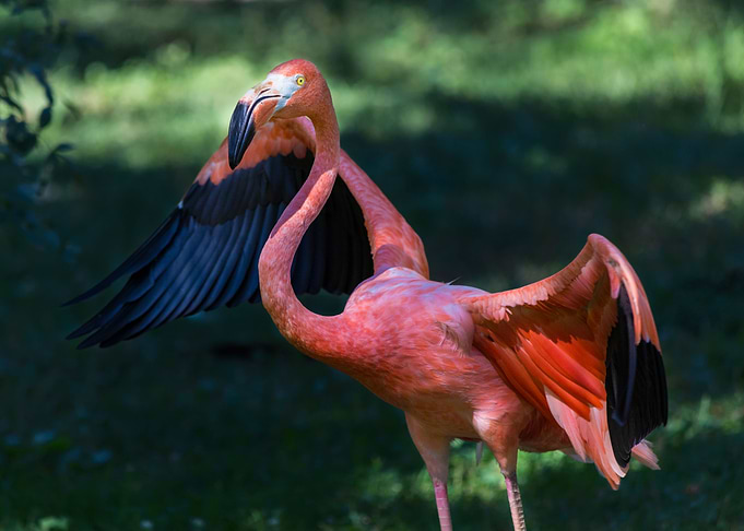 Pink flamingo
