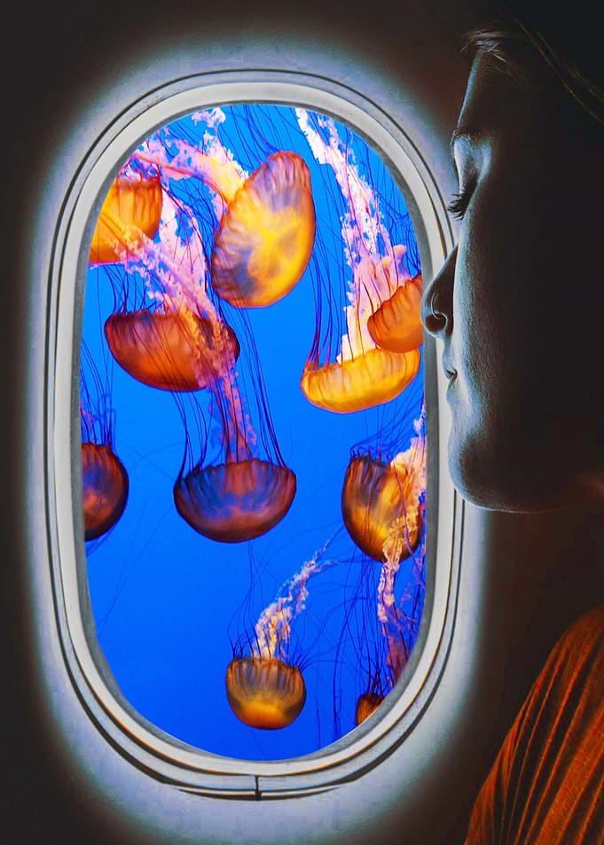 traveling jellyfish
