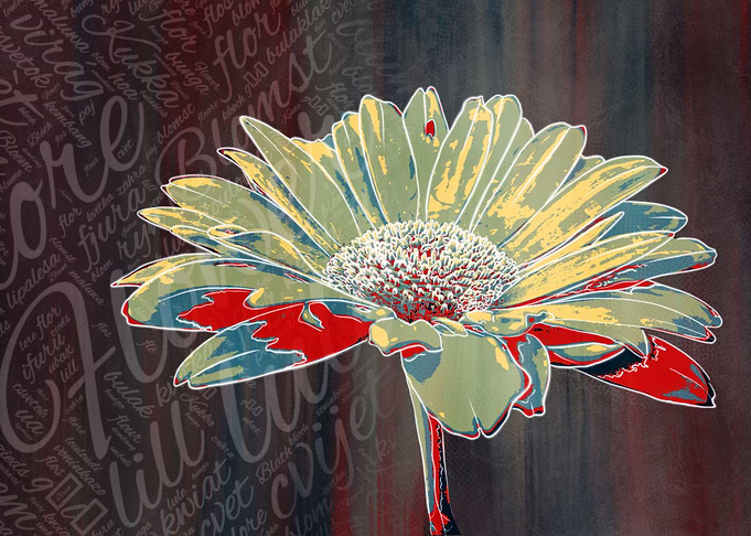 Flower 3 Cosmos 1