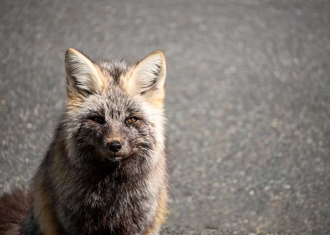 Sierra Red Fox
