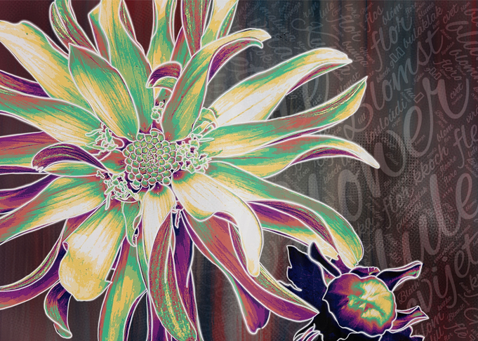 Flower 2 Dahlia 2