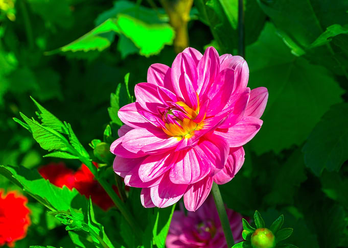 Flower 4