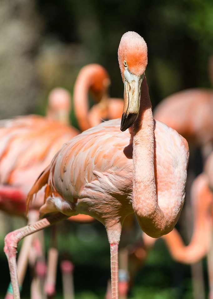 Pink flamingo