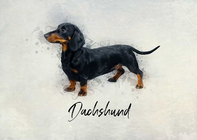 Dachshund